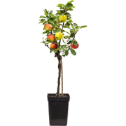 Klassieke Appelmix - Malus - Hoogte 60-70cm - ?17cm