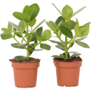 Varkensboom - Set van 4 - Clusia rosea 'Princess' - Hoogte 25-35cm - ?...