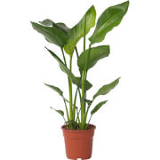 Paradijsvogelplant - Strelitzia nicolai - Hoogte 55-70cm - ?17cm