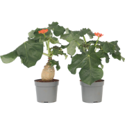 Koraalplant - Set van 2 - Jatropha podagrica - Hoogte 25-45cm - ?13cm