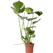 Gatenplant - Monstera deliciosa - Hoogte 50-60cm - ?17cm