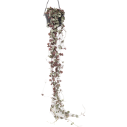 Chinees lantaarnplantje - Ceropegia linearis Woodii - Hoogte 20-30cm -...