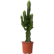 Cowboycactus - Set van 2 - Euphorbia ingens - Hoogte 50-60cm - ?17cm