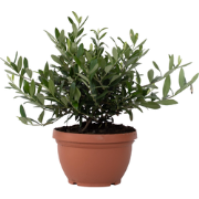 Olijfboom - Olea europaea - Hoogte 30-40cm - ?21cm