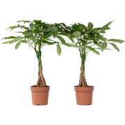 Geldboom - Set van 2 - Pachira aquatica - Hoogte 60-70cm - ?17cm