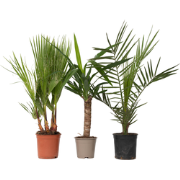 Kamerpalmen - Set van 6 - Indoor Palmmix - Hoogte 50-70cm - ?14cm