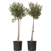 Olijfboom - Set van 2 - Olea europaea - Hoogte 80-90cm - ?19cm