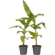 Bananenplant - Set van 2 - Musa basjoo - Hoogte 55-70cm - ?21cm