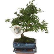 Japanse lep - Zelkova serrata - Hoogte 20-25cm - ?15cm