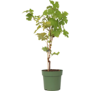 Druivenplant - Vitis vinifera ‘Himrod’ - Hoogte 60-75cm - ?21cm