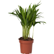 Areca goudpalm - Dypsis lutescens - Hoogte 30-45cm - ?12cm