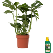 Gatenplant met plantenvoeding - Monstera deliciosa - Hoogte 70-80cm - ...