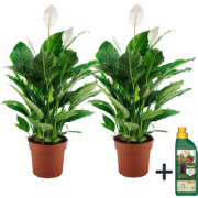 Lepelplant - Set van 2 - Spathiphyllum 'Lima' - Hoogte 60-75cm - ?17cm