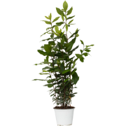 Laurier - Laurus nobilis - Hoogte 30-40cm - ?14cm