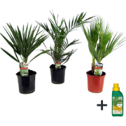 Tuinpalmen met plantenvoeding - Set van 3 - Hoogte 50-70cm - ?15cm