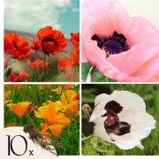 Oosterse klaproos - Set van 10 - Papaver orientale - Wortelstokken