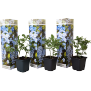 Mannentrouw - Set van 3 - Plumbago auriculata - Hoogte 25-40cm - ?9cm