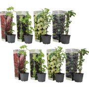 Bessenplanten - Set van 8 - Rubus Rubrum Uva Fructosus - Hoogte 25-40c...