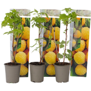 Frambozenplant - Set van 3 - Rubus idaeus 'Fallgold' - Hoogte 25-40cm ...