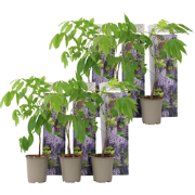 Blauwe regen - Set van 6 - Wisteria sinensis - Hoogte 25-40cm - ?9cm