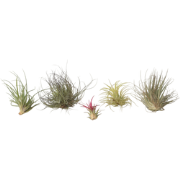 Luchtplantjes - Set van 5 - Tillandsia - Hoogte 5-15cm - ?5cm