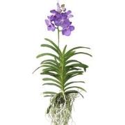 Royal Blue Orchidee - Vanda 'Magic Royal Blue' - Hoogte 55-65cm