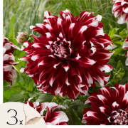 Dahliaknollen - Set van 3 - Dahlia 'X-Factor'