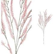 PTMD Leaves Plant Varen Kunsttak - 50 x 23 x 90 cm - Roze