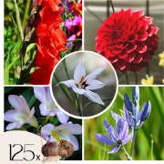 Hollandse bloembollen - Set van 125 - Gladiolus, Dahlia, Freesia