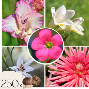 Mix bloembollen 'VJ Pink' - Set van 250 - Dahlia, Gladiolus, Freesia, ...