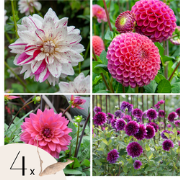 Dahliaknollen - Set van 4 - Dahlia 'Bouqet Sunrise'