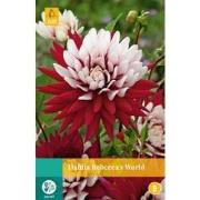 2 stuks - Dahlia Rebecca S World 1 bol