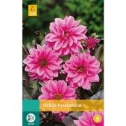 2 stuks - Dahlia Fascination 1 bol