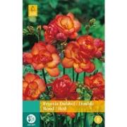 2 stuks - Freesia Dubbel Rood 12 bollen