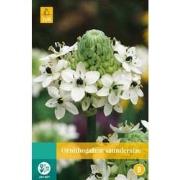 2 stuks - Ornithogalum Saundersiae 1 bol