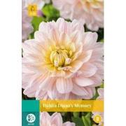 Dahlia dianas memory bol/knol 1 stuks