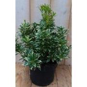 2 stuks! Pieris witbont Groen 30 cm