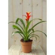 Bromelia rood/geel 30 cm