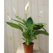 Lepelplant Spathiphyllum 80 cm