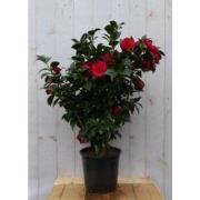 Camelia rood 120 cm