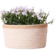 Campanula Addenda Ambella white - Cotton schaal met Campanula met wate...