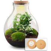 URBANJNGL - Planten terrarium - Big Paul Green - Ecosysteem plant - ? ...