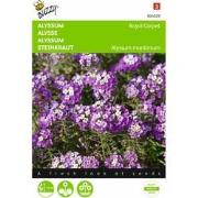 2 stuks - Alyssum Lobularia Mar.Procumbens Royal Carpet