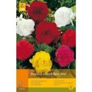 2 stuks - 5 Begonias Grandiflora Mix