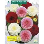 2 stuks - Zomer Bloembollen Dahlia Pompon Mix per 3