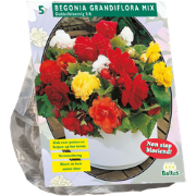 Bloembollen Begonia Dubbel Mix per 5