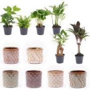 URBANJNGL - Mini-kamerplanten set 6 - Inclusief pot set Mardrid