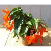 3 stuks! Hangbegonia eenjarige plant Rood