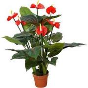 Anthurium 95 cm