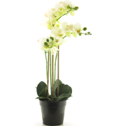 (Best) RT Phalaenopsis Bora x3 in pot 60cm white